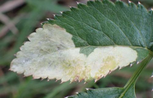 Phytomyza angelicae